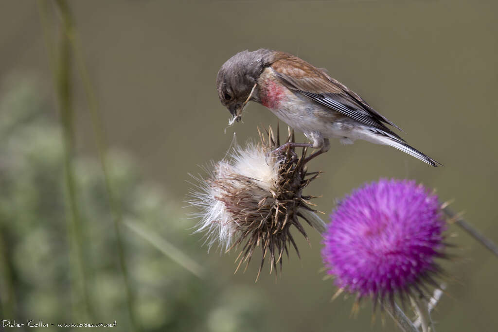 Common Linnet male adult, Reproduction-nesting