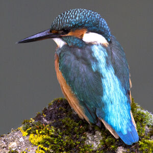 Martin-pêcheur d'Europe