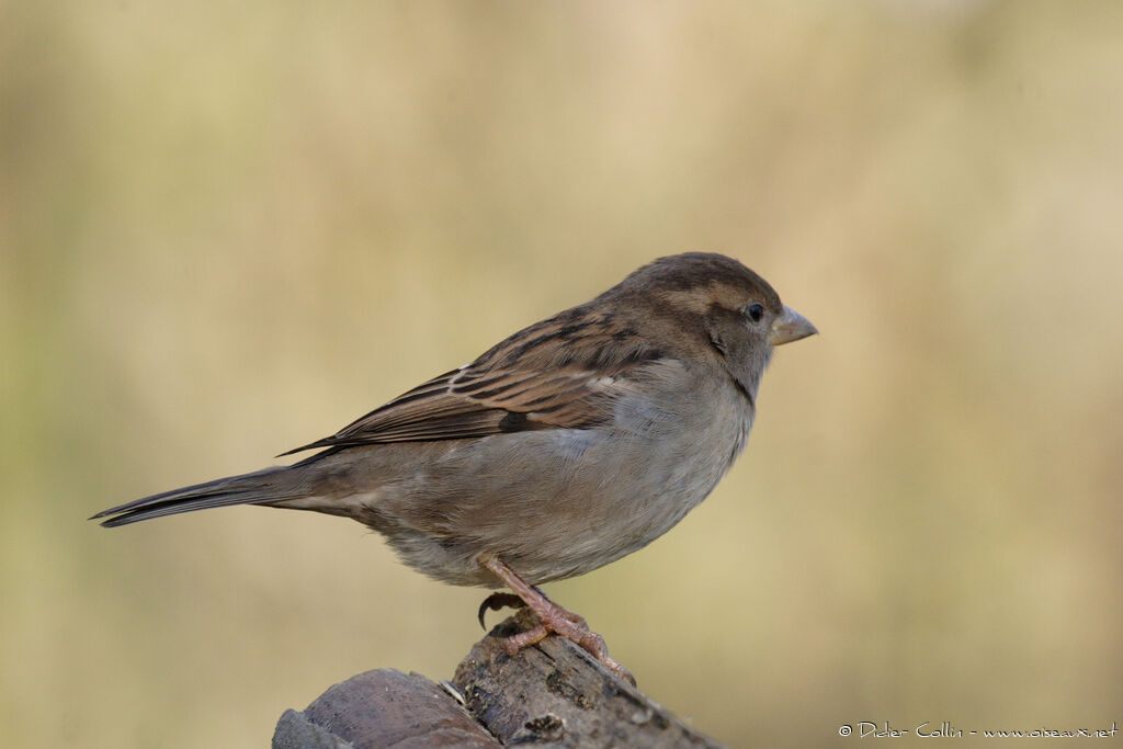 House Sparrow female adult