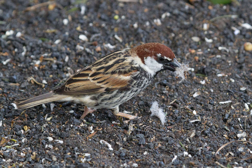 Spanish Sparrow male adult, Reproduction-nesting