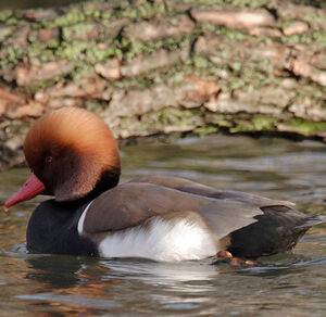 Nette rousse