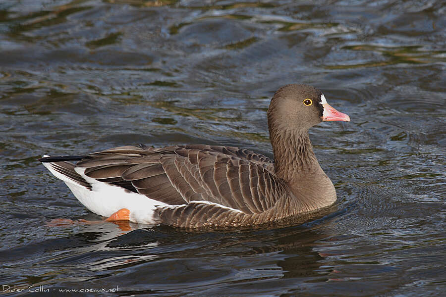 Lesser White-fronted Gooseadult, pigmentation, swimming