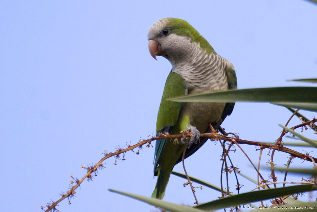 Monk Parakeet, identification