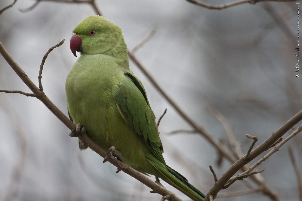 Rose-ringed Parakeet, identification