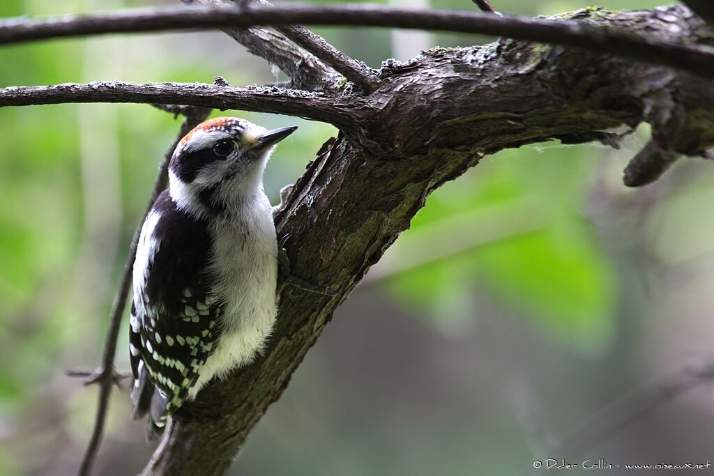 Downy Woodpecker male juvenile, identification