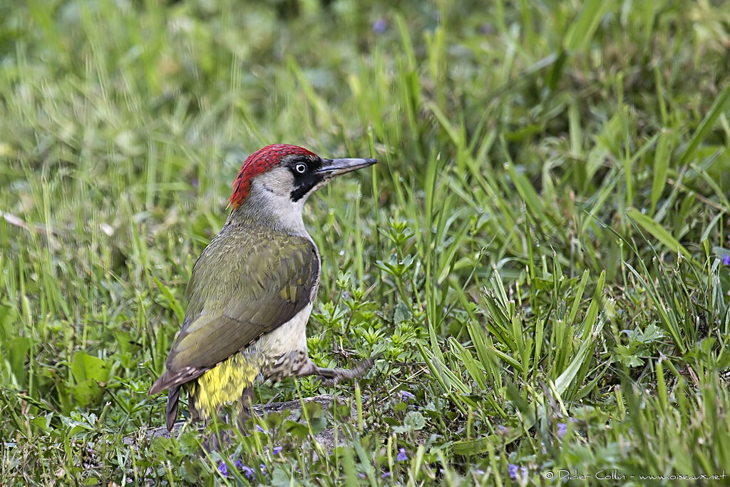 European Green Woodpecker female adult, identification