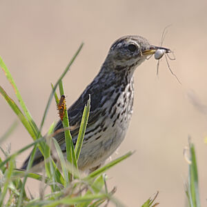 Pipit farlouse