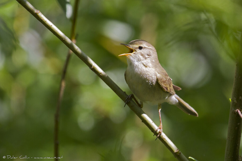 Willow Warbler, identification, song