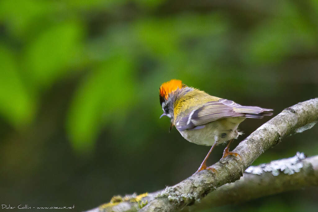 Common Firecrest male adult breeding, pigmentation, song