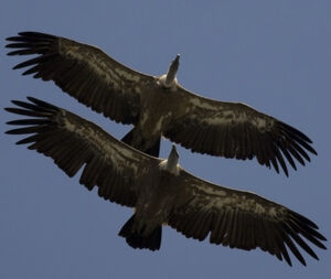 Vautour fauve