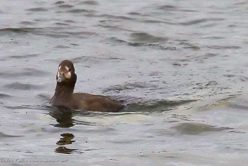 Harlequin Duck female adult, pigmentation, swimming