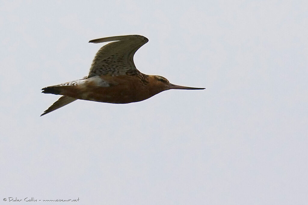 Bar-tailed Godwit, Flight