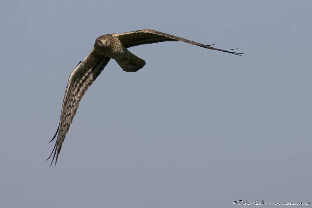 Montagu's Harrier female adult, identification