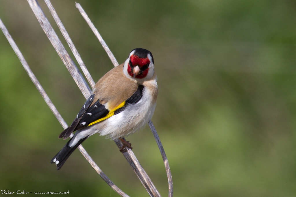European Goldfinch male adult, aspect