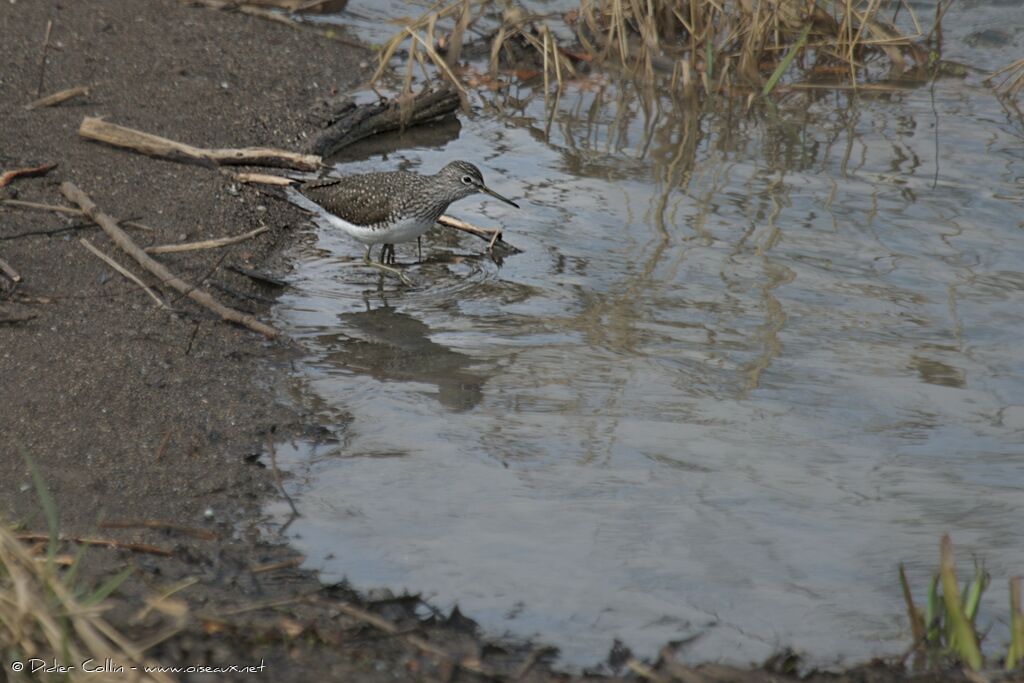 Green Sandpiper