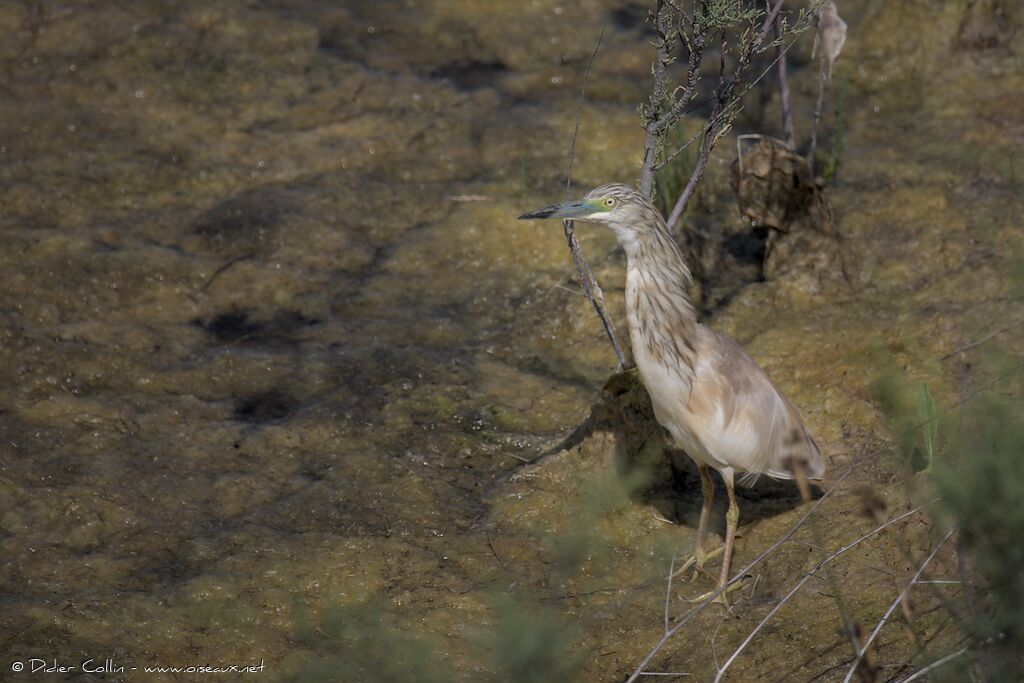 Squacco Heron