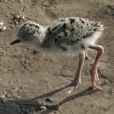 Black-winged Stilt