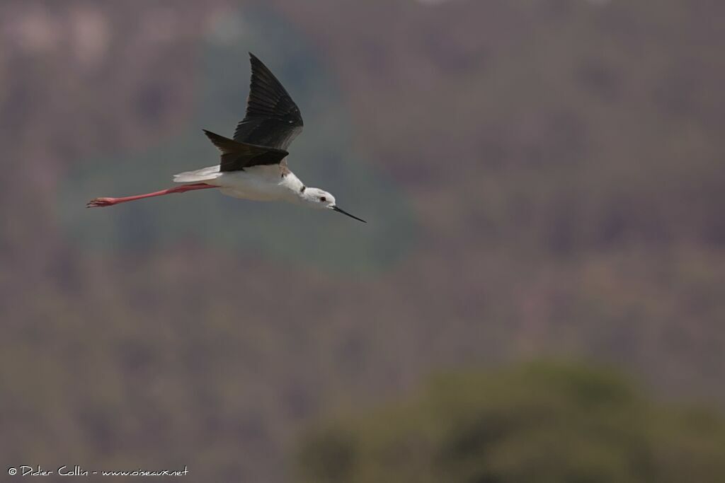 Black-winged Stilt