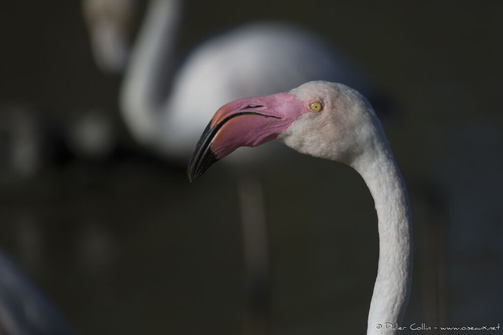 Greater Flamingoadult, close-up portrait