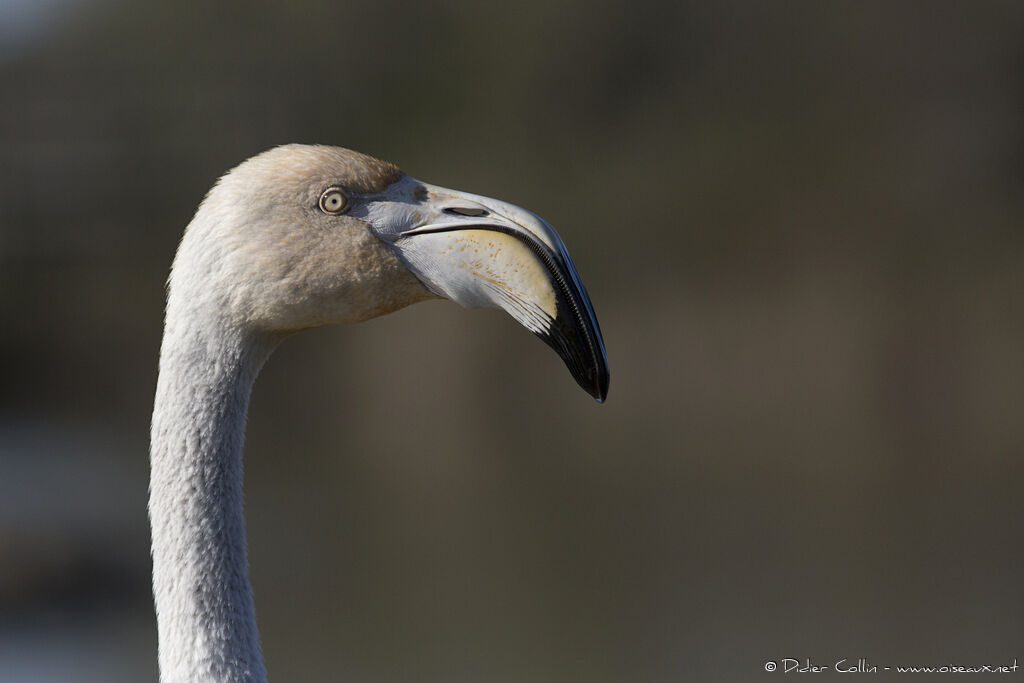 Greater Flamingo, close-up portrait