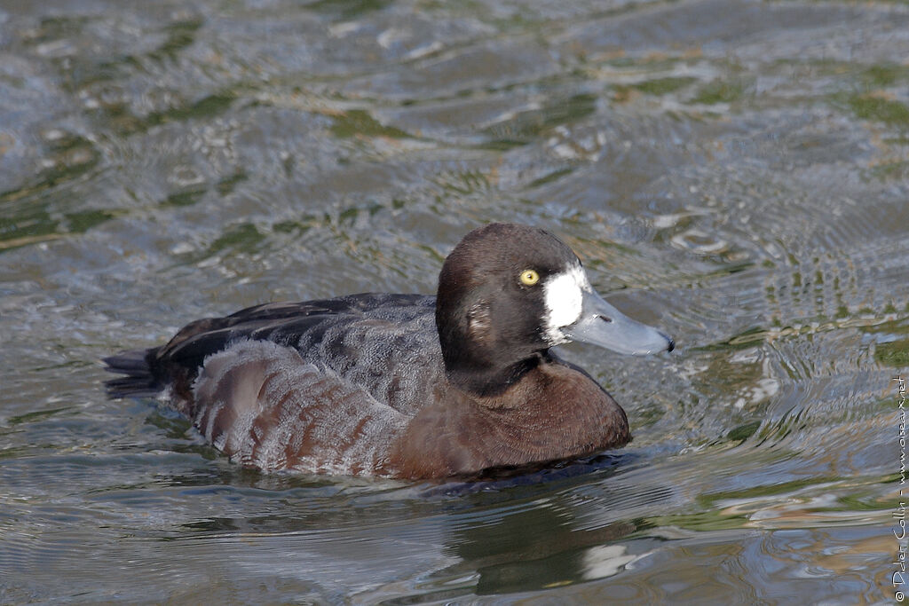 Greater Scaup female adult post breeding