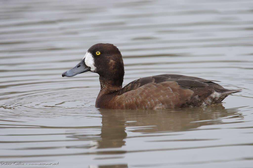 Greater Scaup female adult breeding, identification
