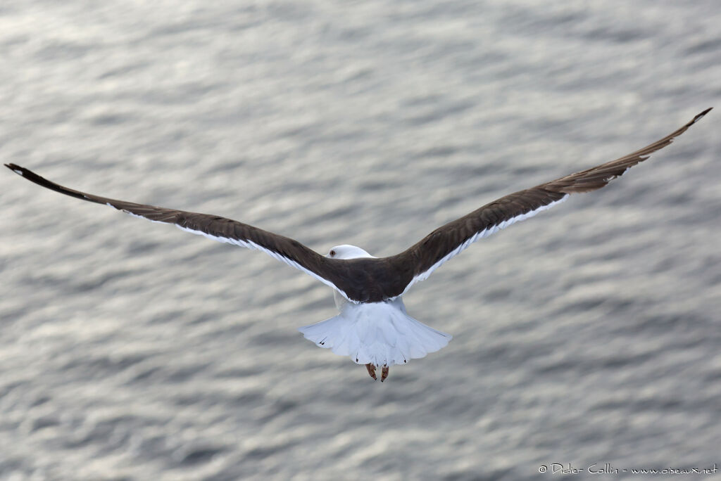Lesser Black-backed Gull, aspect, Flight