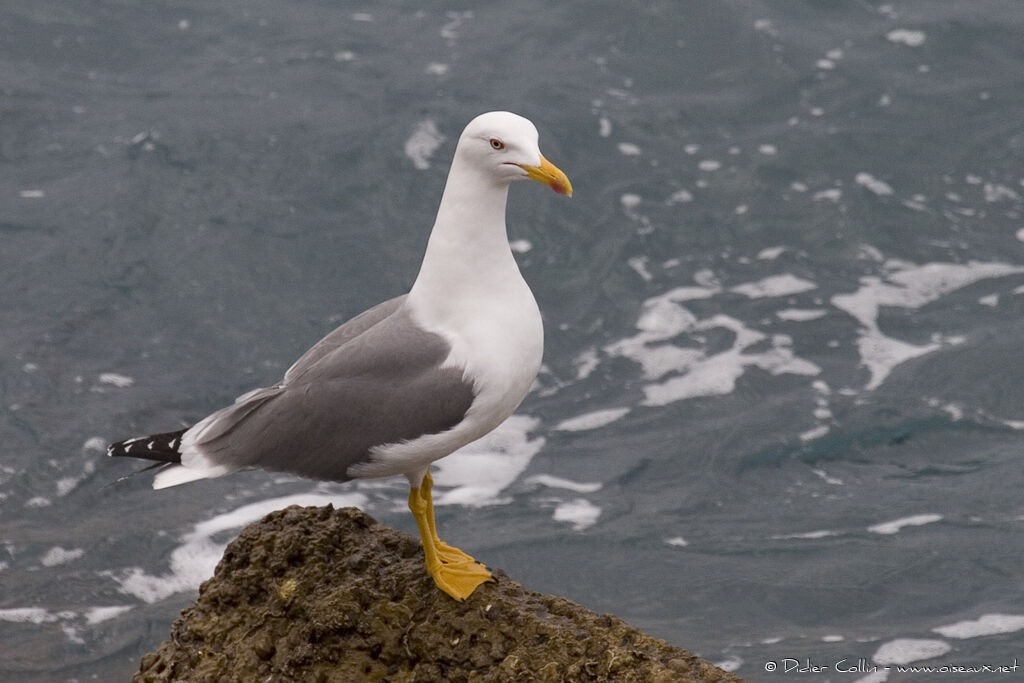 Yellow-legged Gull, identification