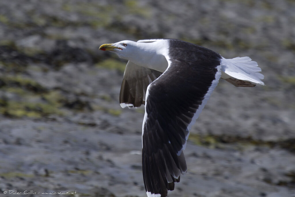 Great Black-backed Gull, Flight