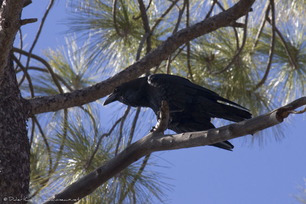 Grand corbeau des Canaries, identification