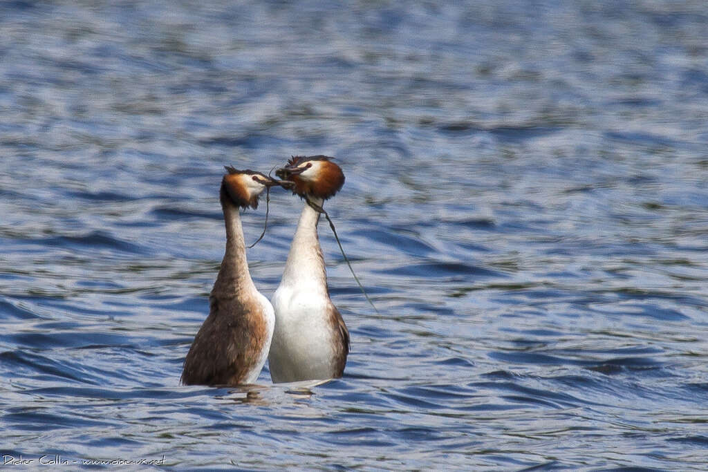 Great Crested Grebeadult, courting display, Behaviour