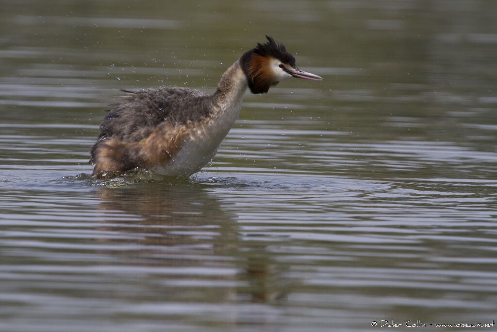 Great Crested Grebeadult, Behaviour