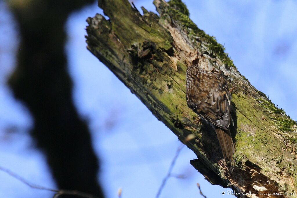 Grimpereau des bois mâle adulte, identification