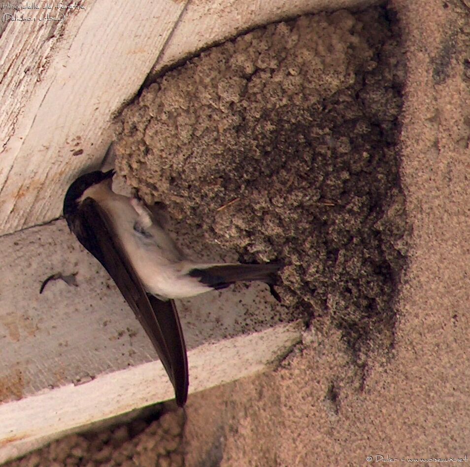 Common House Martinadult, Reproduction-nesting, Behaviour