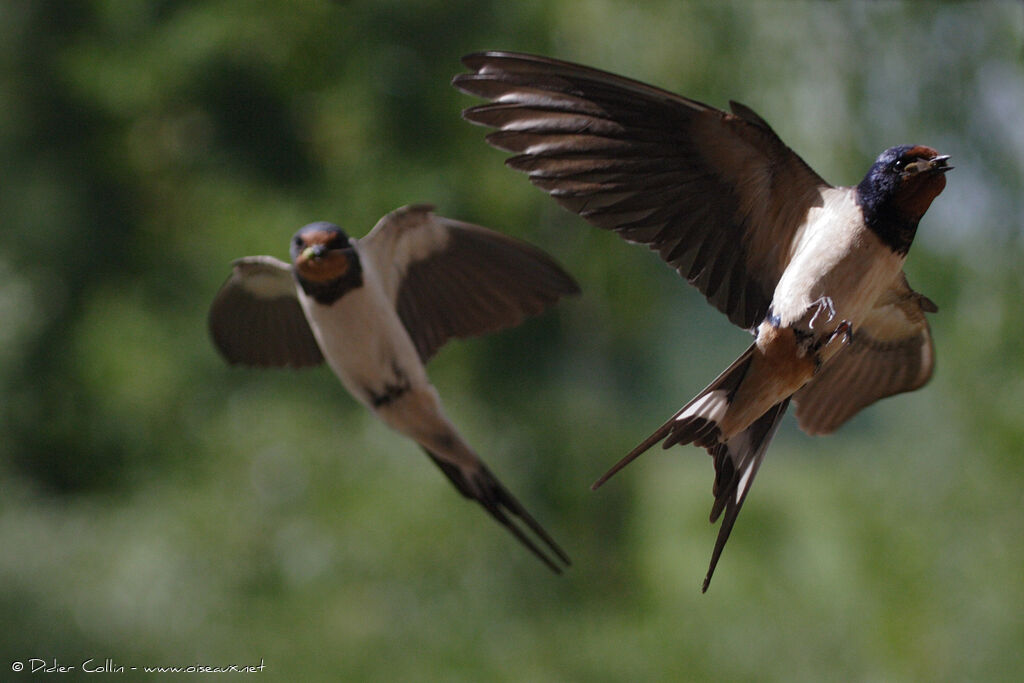 Barn Swallow adult, Flight