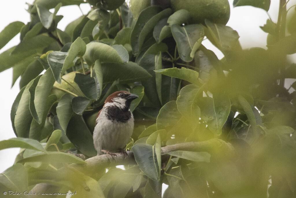 Italian Sparrow male adult