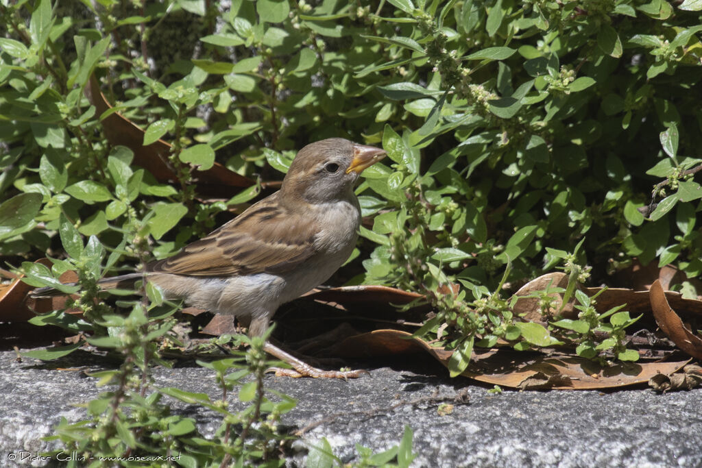 Italian Sparrow female adult