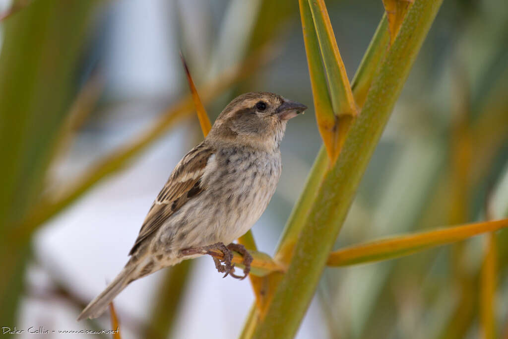 Spanish Sparrow female adult breeding, identification