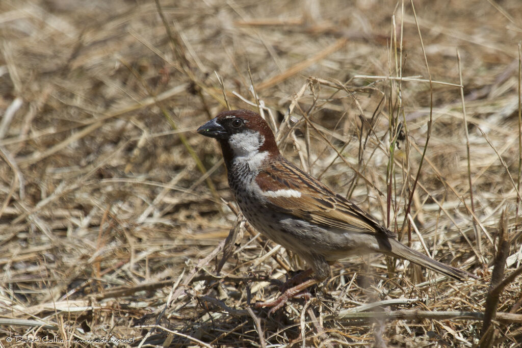 Spanish Sparrowadult, identification