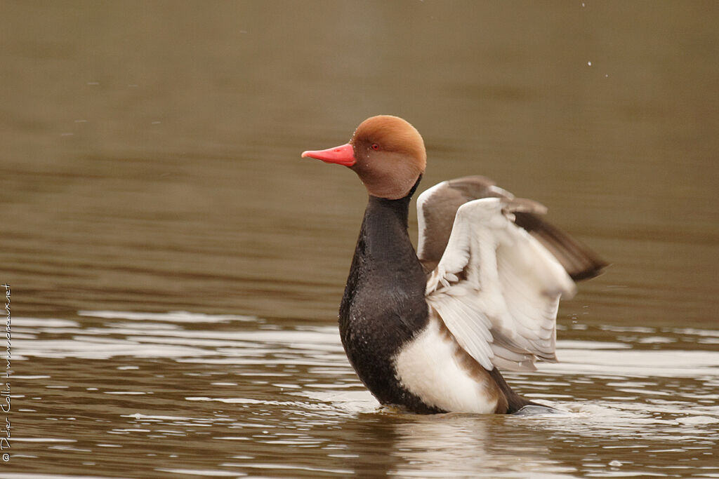 Red-crested Pochard male adult, swimming, Behaviour