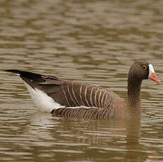 Lesser White-fronted Goose