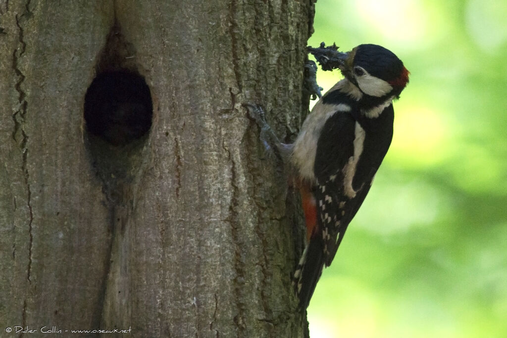 Great Spotted Woodpecker male adult breeding, feeding habits, Reproduction-nesting, Behaviour