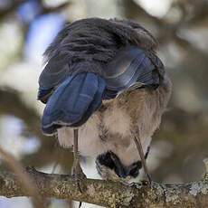 Iberian Magpie