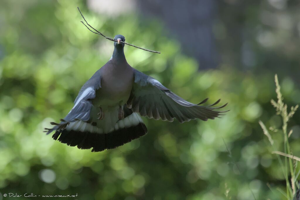 Common Wood Pigeon