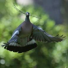 Common Wood Pigeon