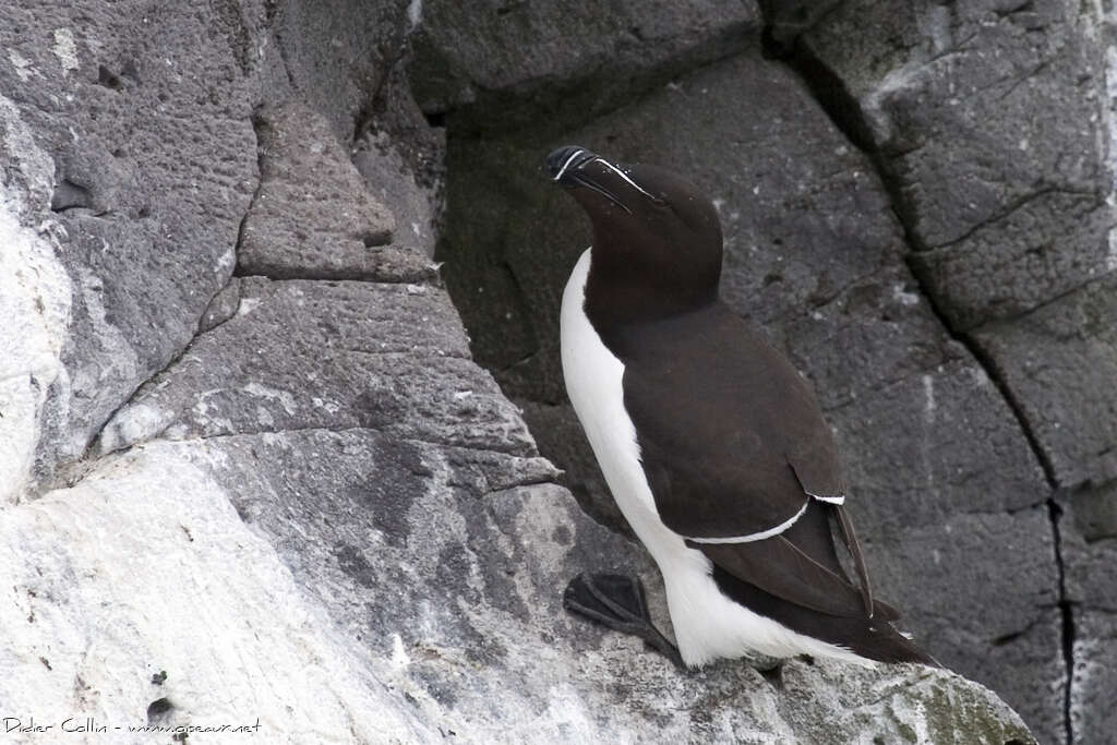 Pingouin tordaadulte nuptial, habitat, camouflage, Comportement