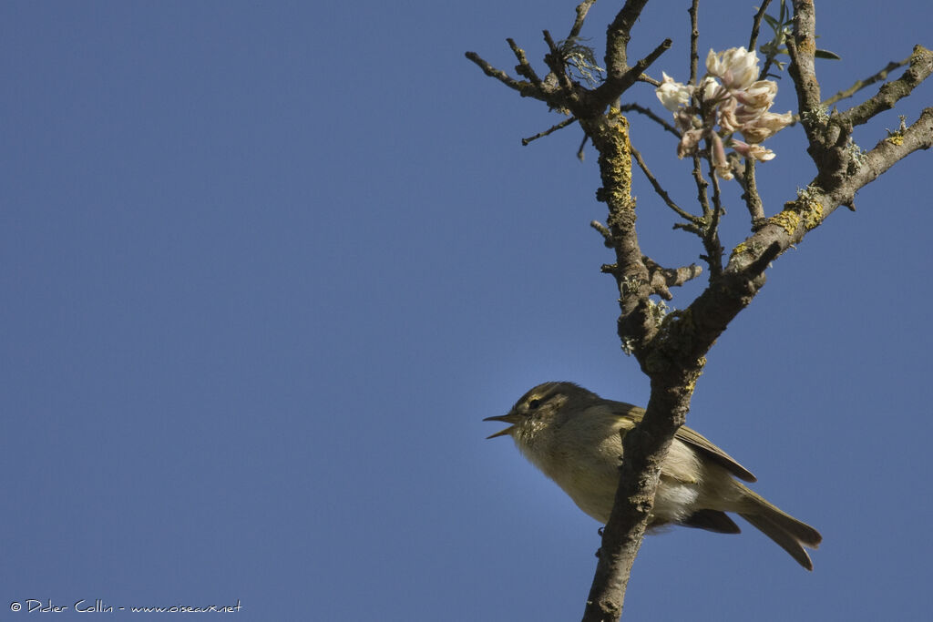 Canary Islands Chiffchaff, song
