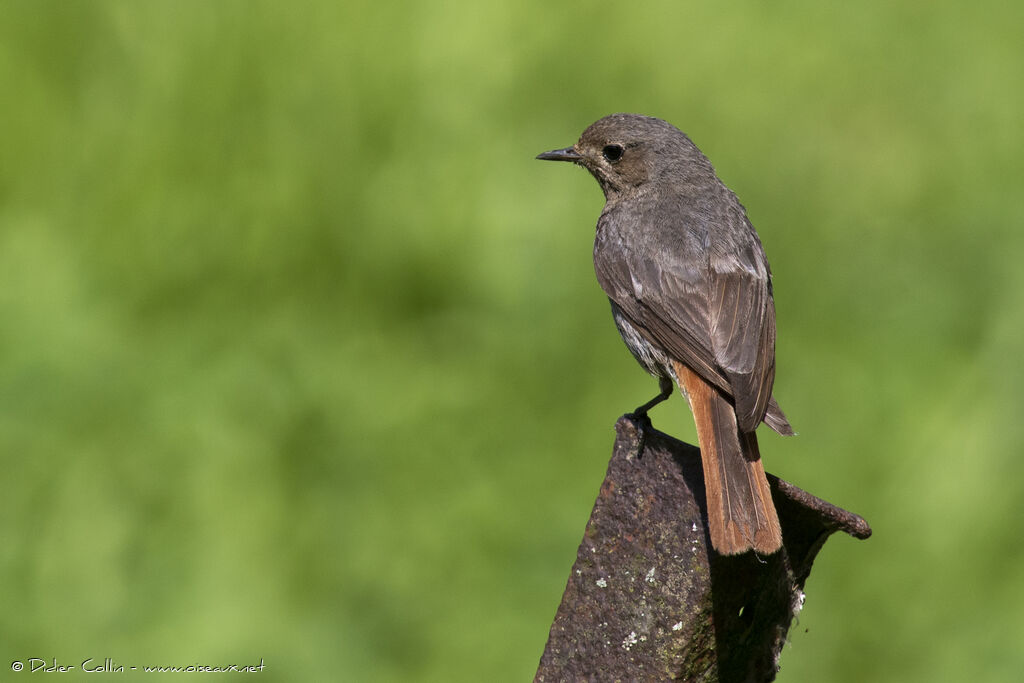 Black Redstartjuvenile, identification, aspect