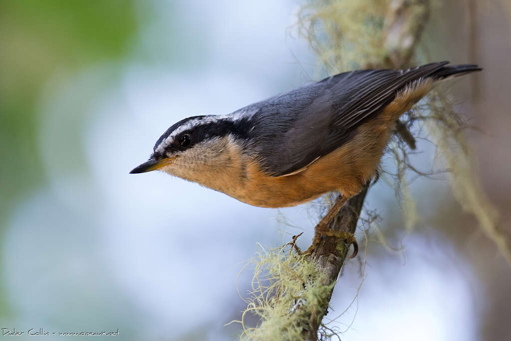 Red-breasted Nuthatchadult, identification