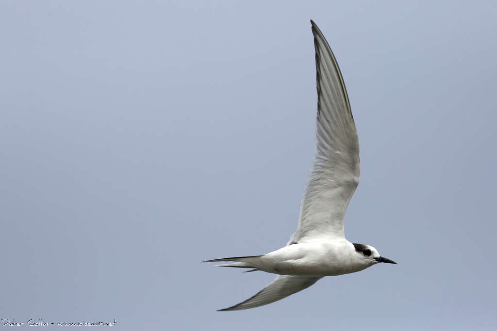 Arctic TernSecond year, identification, Flight
